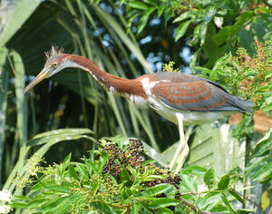 MC 146 Juvenile Tri-Color Heron in Trees
