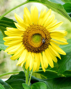 MC 58A  Linda's Yellow Sunflower