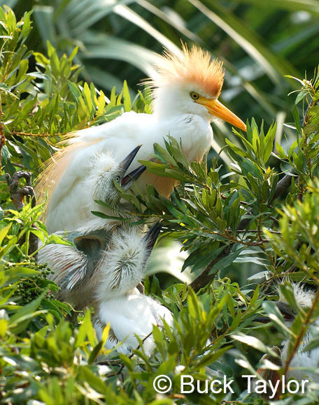 MC 157  Cattle Egret w/Youngsters