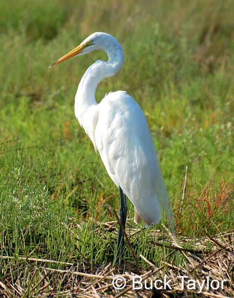 MC 159 Great Egret Watching Boaters