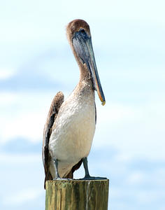 MC 154 Female Brown Pelican