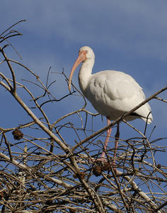 MC 169  White Ibis in Treetop