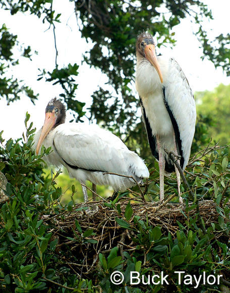 MC 138 Wood Storks on Nest