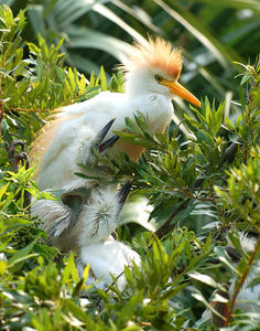 MC 157  Cattle Egret w/Youngsters