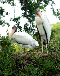MC 138 Wood Storks on Nest
