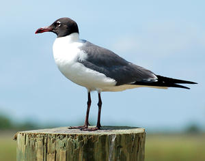 MC 145 Laughing Gull on a Post