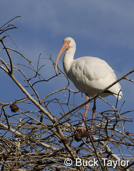 MC 169  White Ibis in Treetop