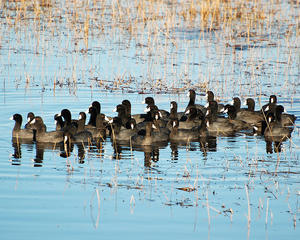 MC 168  A Crowd of Coots